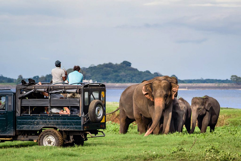 safari