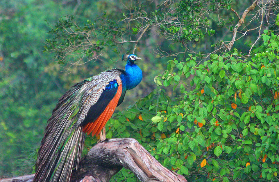 Wilpattu National Park